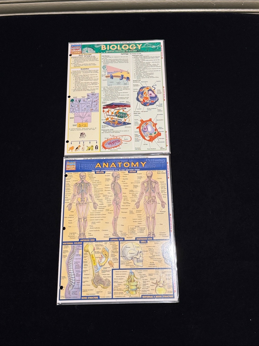 Bar charts, Inc Anatomy Chart and Biology Chart Quick Study Guides - Picture 6 of 6